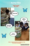 🌟🐛 Caterpillars into Butterflies 🦋✨