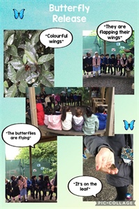 Butterflies