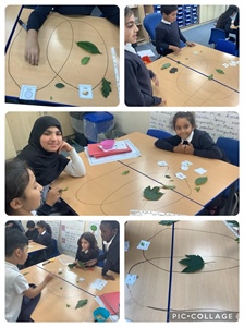 Classifying Leaves