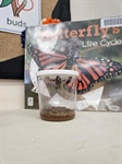 Butterfly Life Cycle