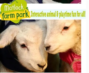 Y3 Trip to Matlock Farm Park