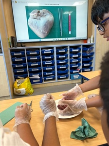 Year 6 Science in Action!