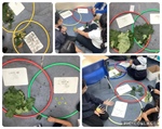 🍂✨Classifying Leaves 🍂✨