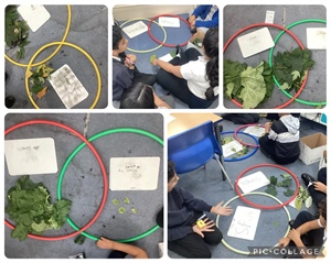 🍂✨Classifying Leaves 🍂✨